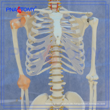 PNT-0104 Lehrmodell für Biologie 180cm hohes Skelettmodell mit Gelenkband